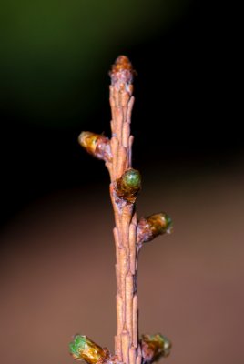 Larix kaempferi 'Blue Dwarf' modřín japonský - pupeny